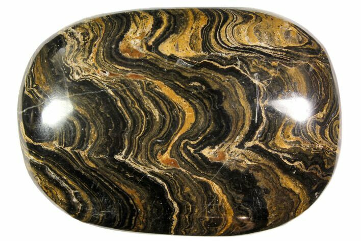 Polished Stromatolite (Greysonia) Pebble - Bolivia #113520
